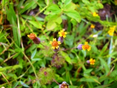 Tagetes subulata