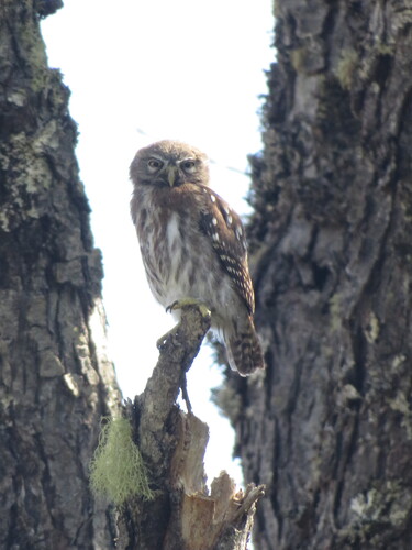 Austral Pygmy Owl (Glaucidium nana), photo 4
