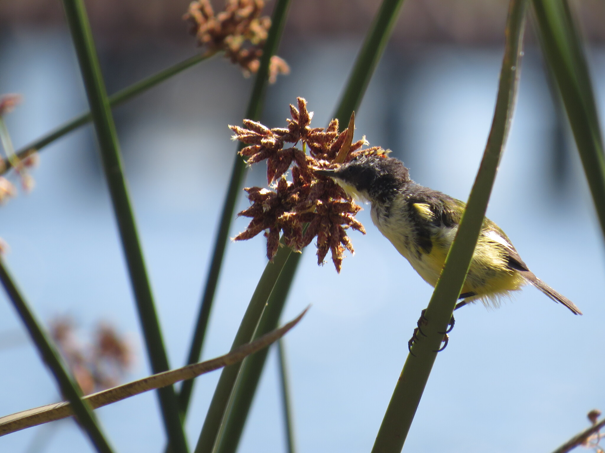 Many-colored Rush Tyrant (Tachuris rubrigastra), photo 5