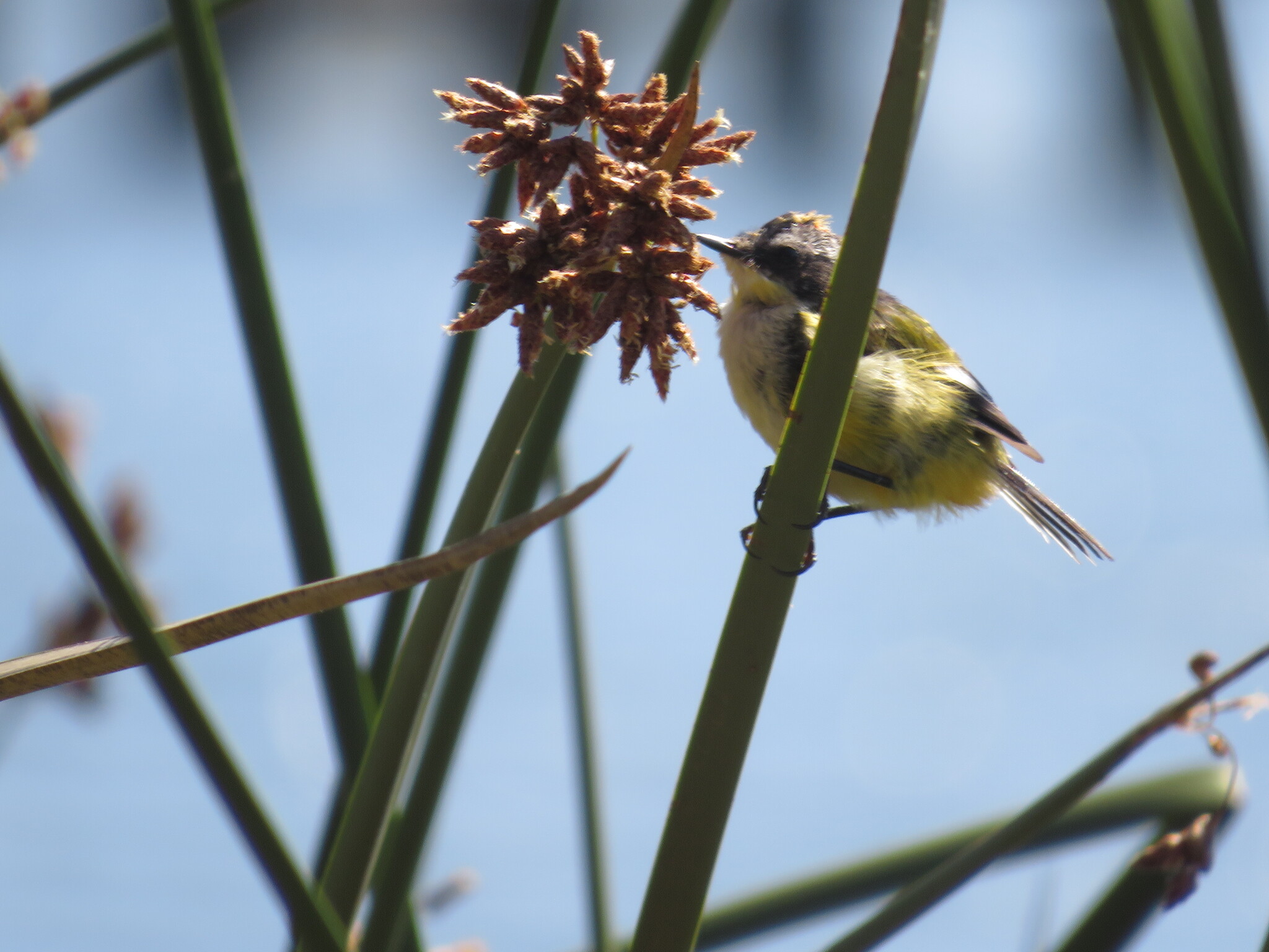 Many-colored Rush Tyrant (Tachuris rubrigastra), photo 6