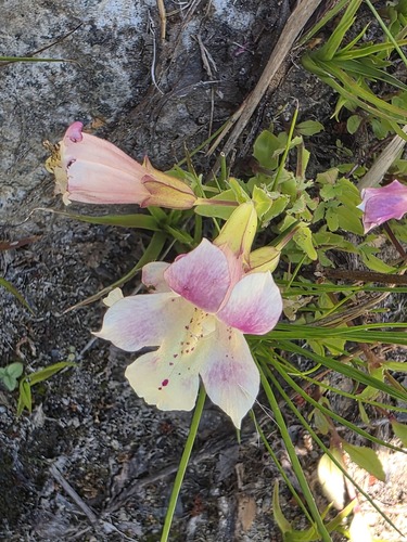 Erythranthe naiandina