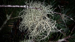 Usnea fragilescens
