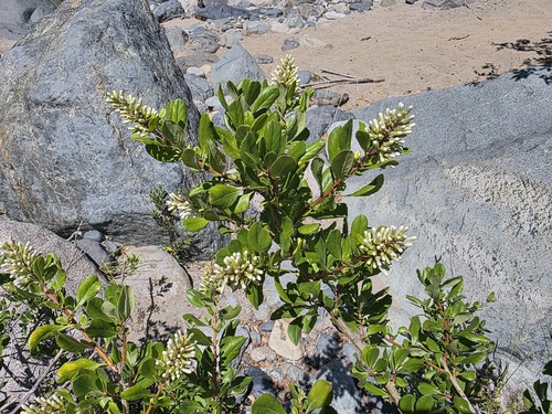 Escallonia myrtoidea, photograph 6