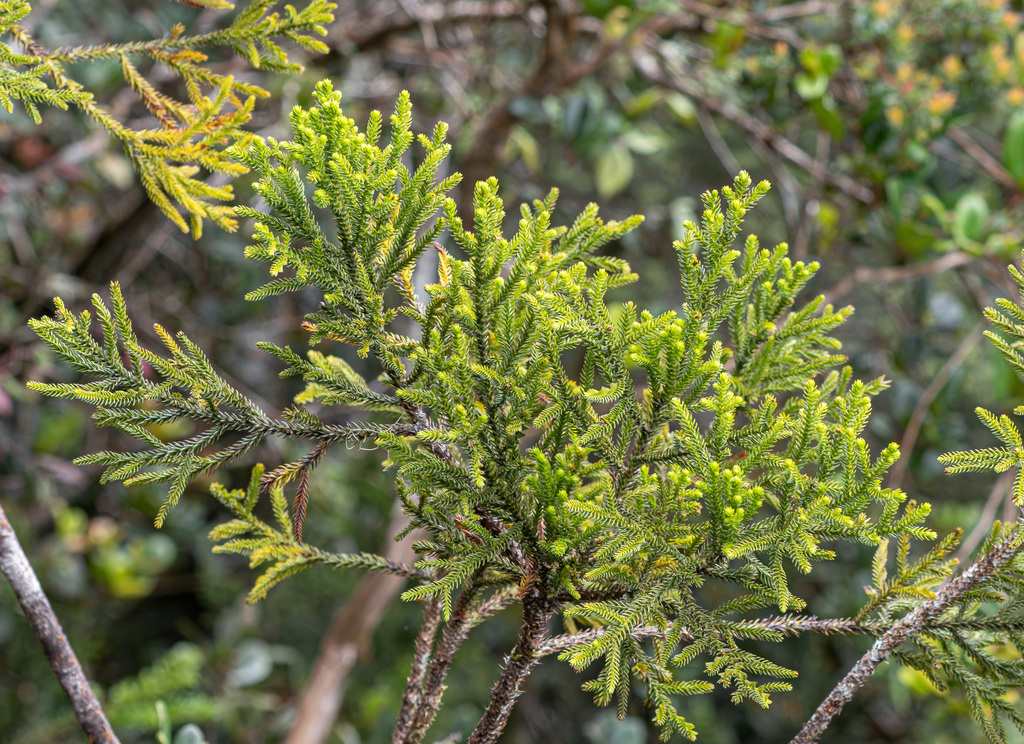 Dacrycarpus steupii