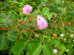 Mimosa albida