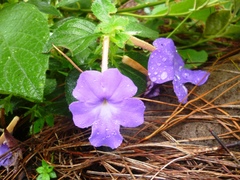 Achimenes longiflora