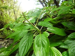 Peperomia lignescens