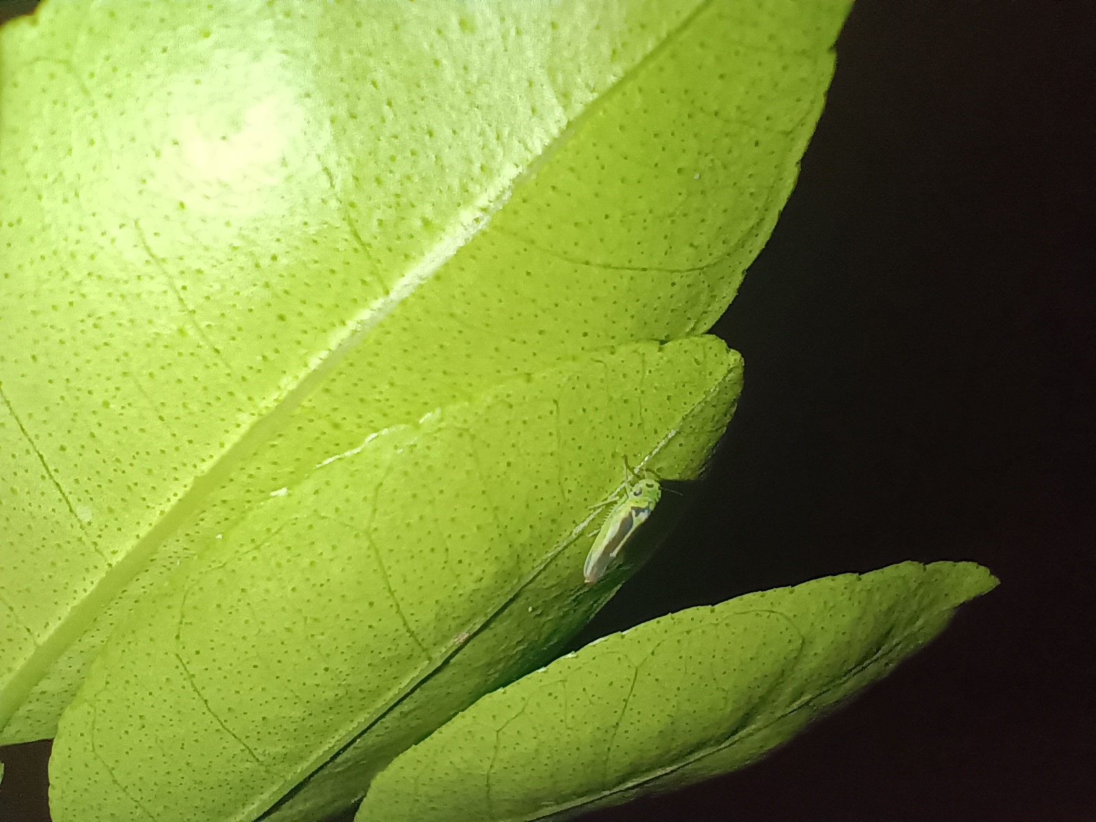 Kolla paulula | Insect Vectors of Plant Disease