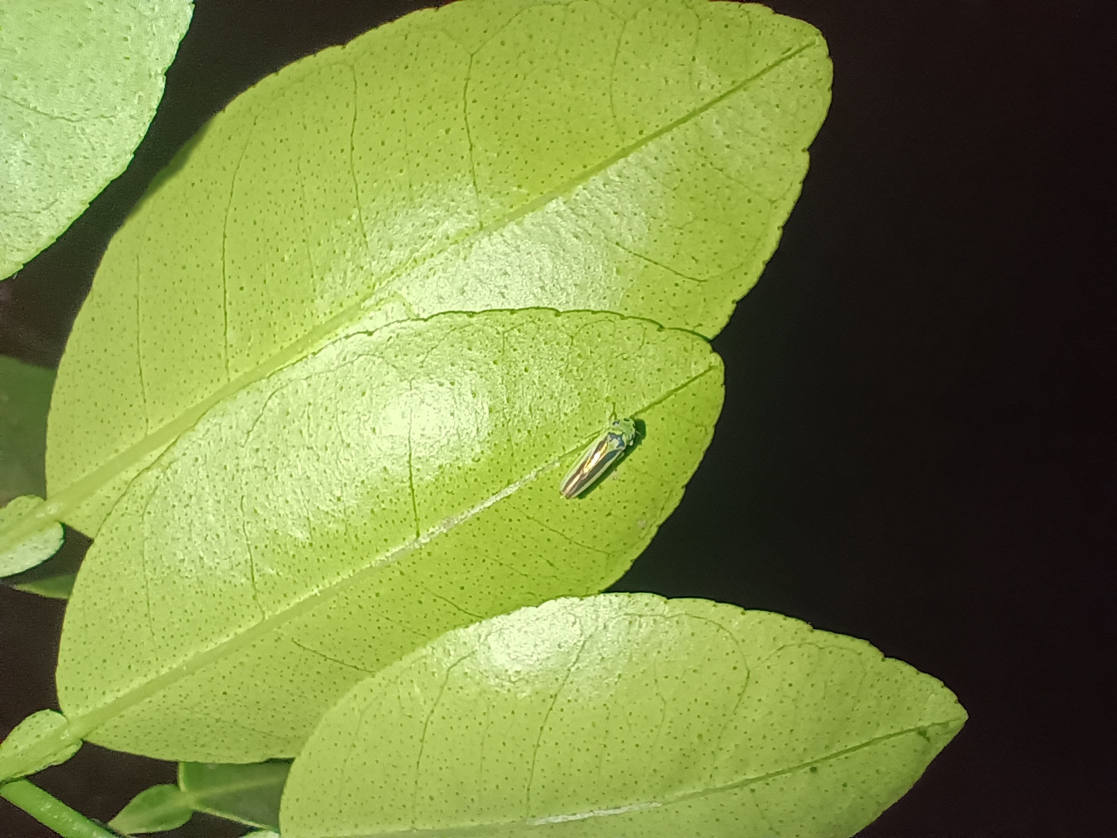 Kolla paulula | Insect Vectors of Plant Disease