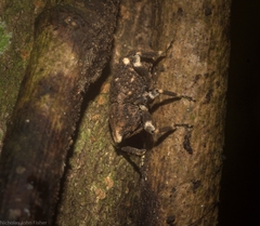 Poropterus bisignatus