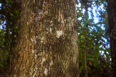 Stenocarpus sinuatus