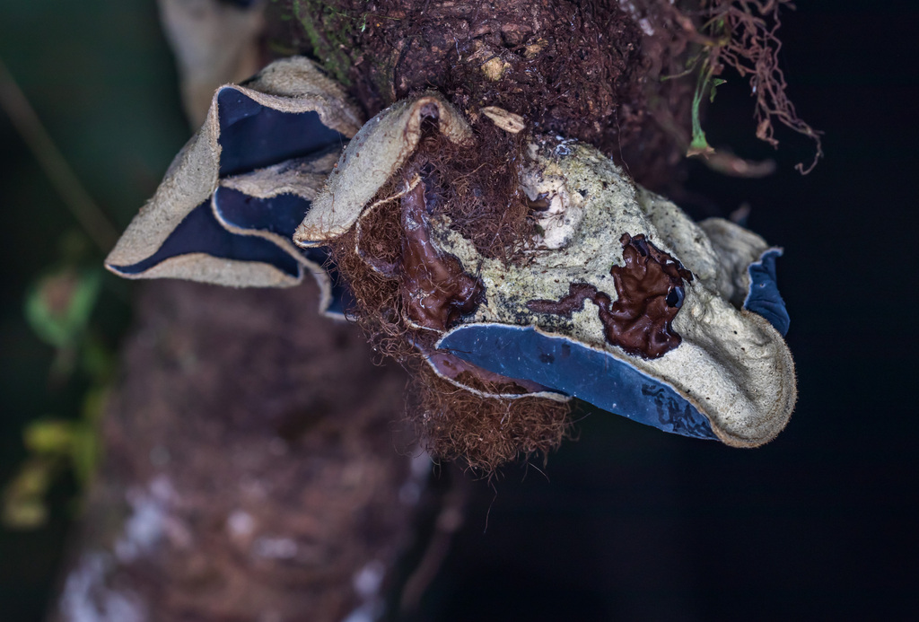 Auricularia nigricans · February 2026 · photo: © portioid (iNaturalist, cc-by-sa)