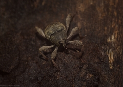 Onidistus araneus