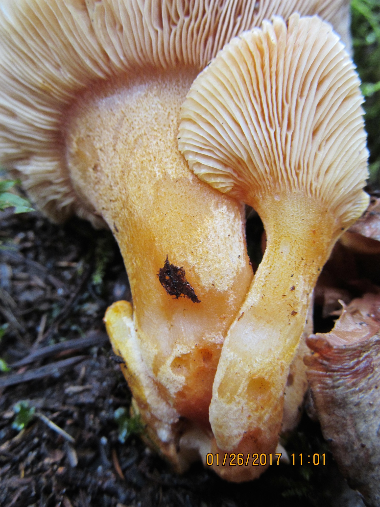 Sarcomyxa serotina image