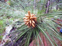 Pinus maximinoi