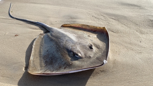 Longnose Stingray (Hypanus guttatus) — Dasyatidae — 2