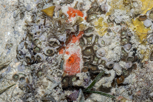Pseudoceratina purpurea observed 2026-02-01