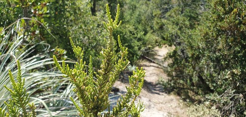 pichi (Fabiana imbricata)