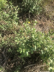 Encelia californica