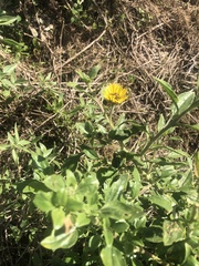 Encelia californica