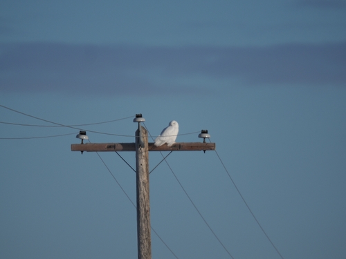 Snowy Owl