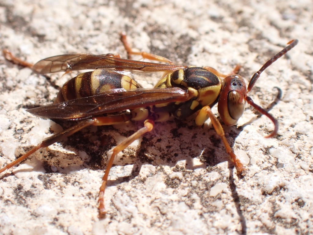 Hunter's Little Paper Wasp