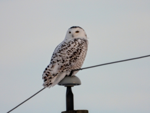 Snowy Owl