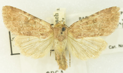 Euxoa serricornis
