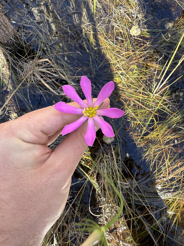 Bartram's Rose Gentian (Sabatia decandra)