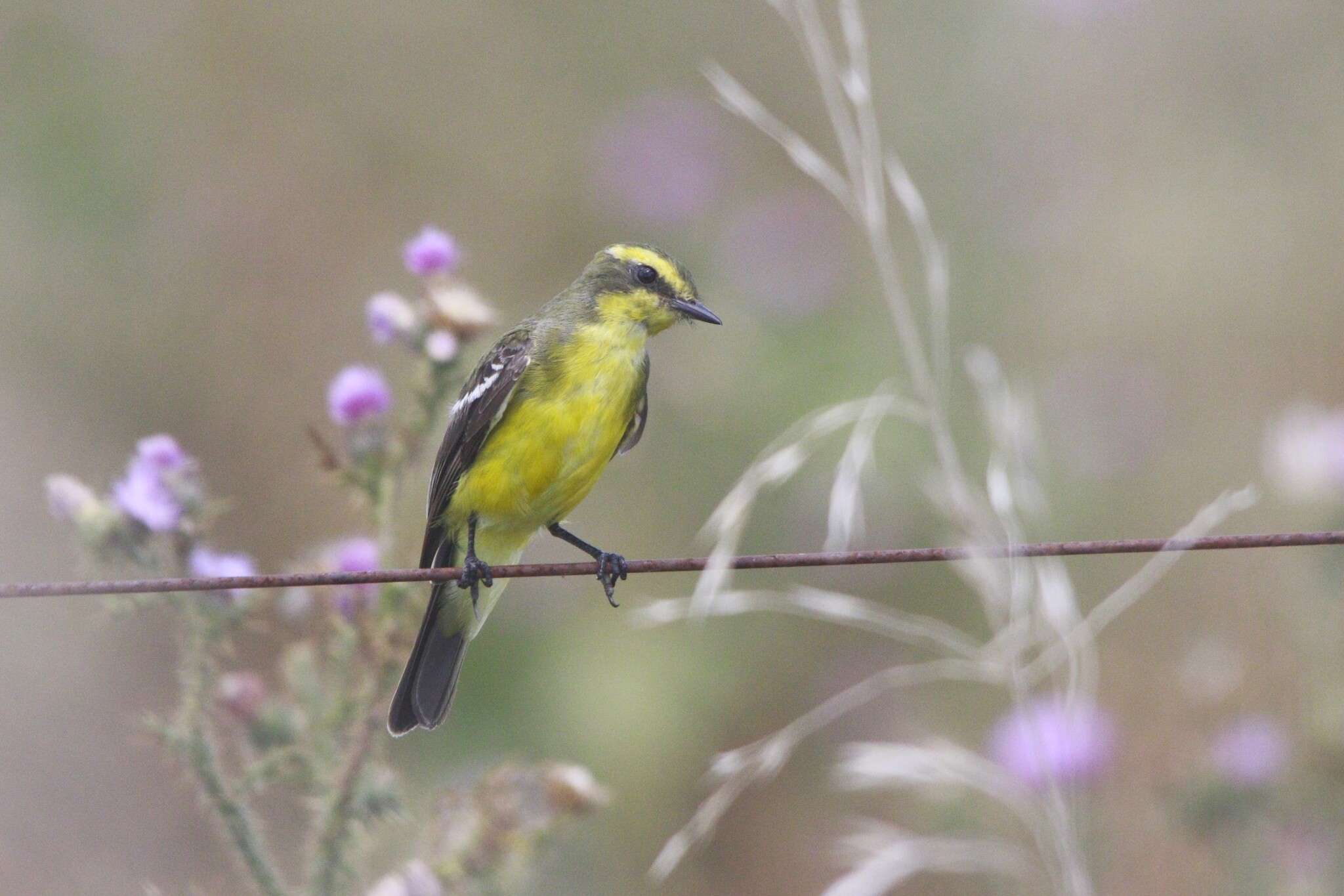 Yellow-browed Tyrant (Satrapa icterophrys), photo 8