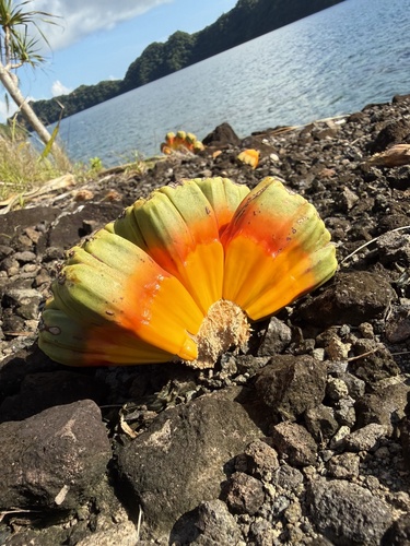 Pandanus tectorius