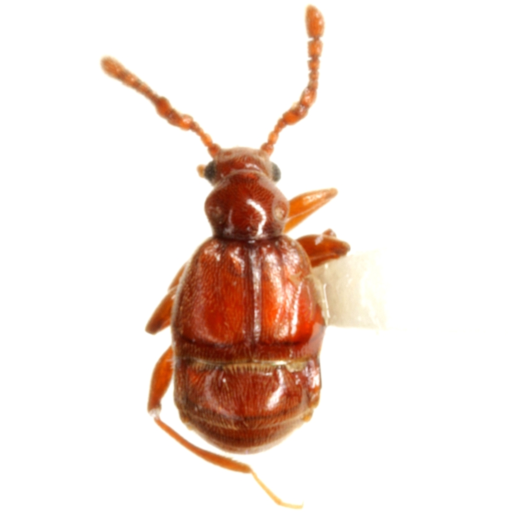 Reichenbachia appendiculata