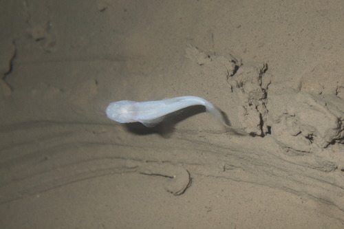 Southern cavefish (Typhlichthys subterraneus) — Amblyopsidae — 4