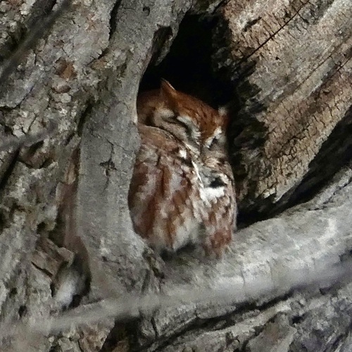 Eastern Screech-Owl photographed in Minnesota