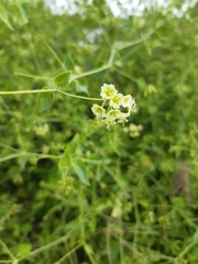 Commicarpus scandens