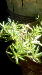 Portulaca grandiflora