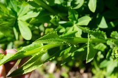Senecio triangularis