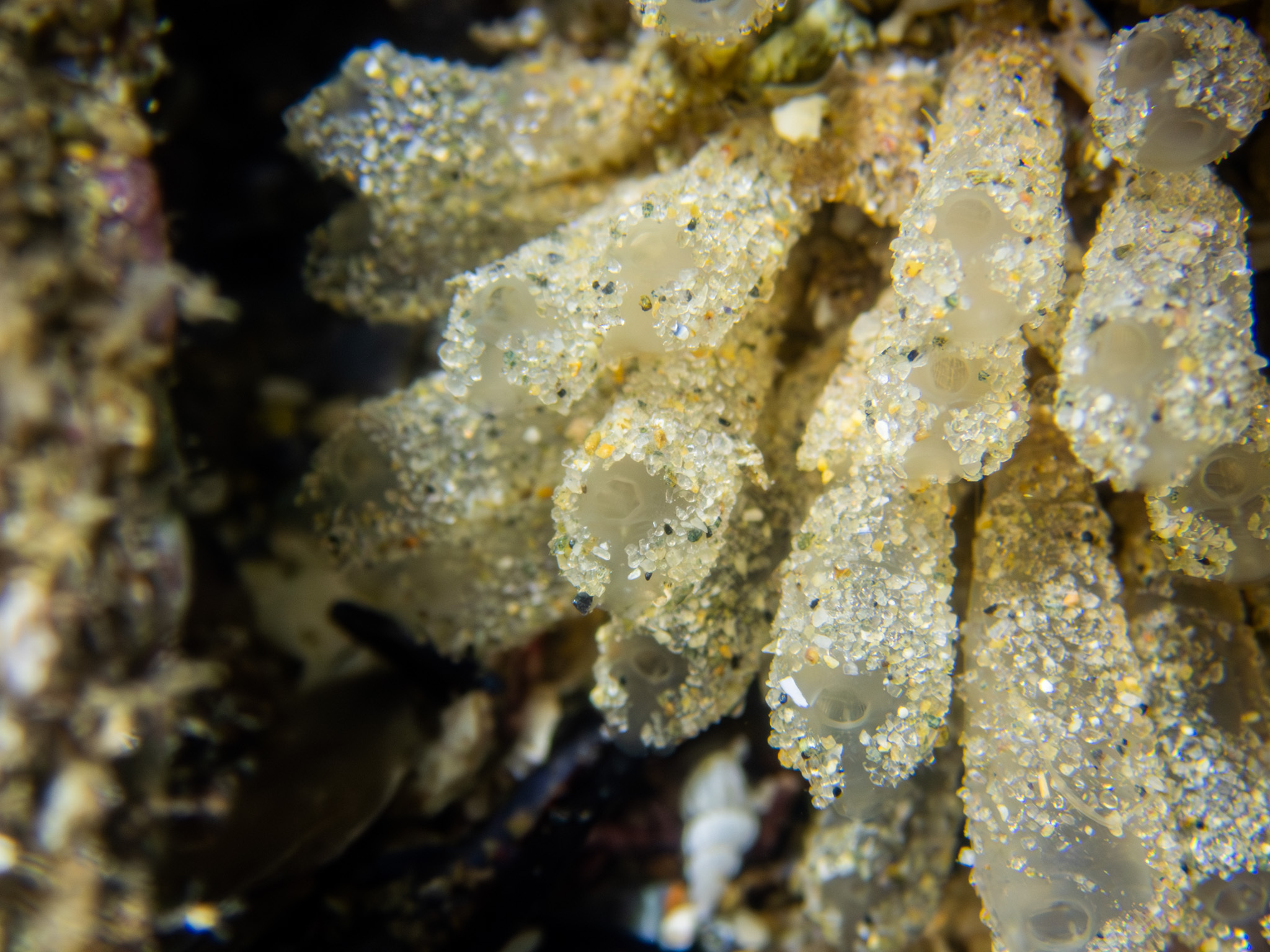 Euherdmania claviformis (Ritter, 1903)
