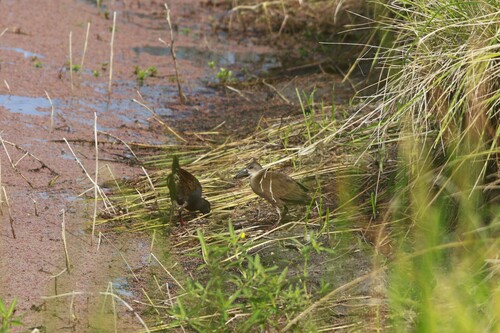 Plumbeous Rail (Pardirallus sanguinolentus), photo 9