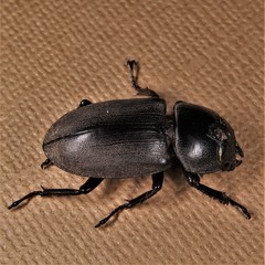Dorcus rectus rectus
