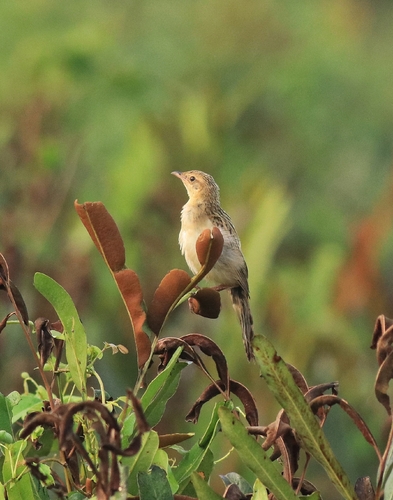 Bristled Grassbird (Schoenicola striatus), photo 10