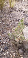 Atriplex rusbyi