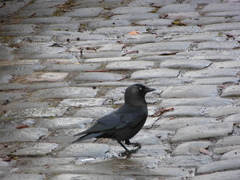 Corvus monedula
