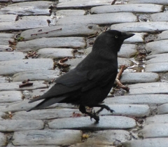 Corvus monedula
