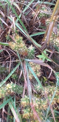 Austrocylindropuntia shaferi