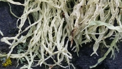 Ramalina subleptocarpha