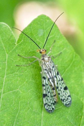 Forked Scorpionfly