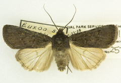 Euxoa stygialis