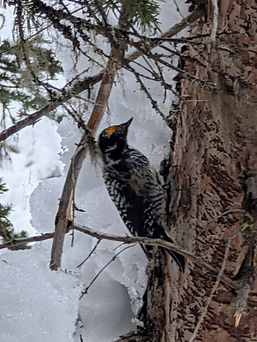 American Three-toed Woodpecker (Picoides dorsalis), photo 5