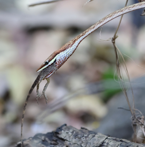 Köhler’s Vine Snake